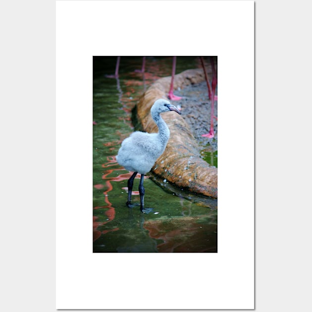 American Flamingo Chick Wall Art by Cynthia48